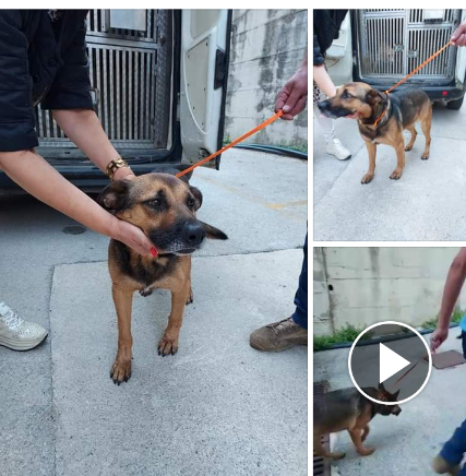 5 anni pastorino EN9TRATO IN CANILE LAGER SENZA VOLONTARI!NAPOLI URGENTEEEEE
