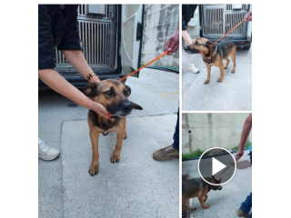 5 anni pastorino EN9TRATO IN CANILE LAGER SENZA VOLONTARI!NAPOLI URGENTEEEEE