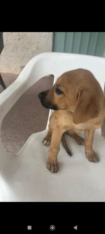 Regalo cuccioli incrocio labrador - Foto 2