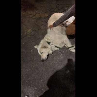 GIOVANE CANE IN ADOZIONE, DOLCISSIMO - Foto 4