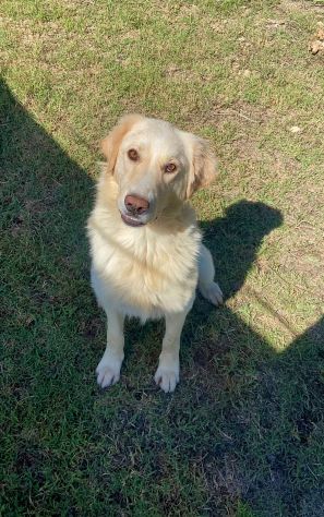 VITO MIX GOLDEN CANE IN ADOZIONE - Foto 3