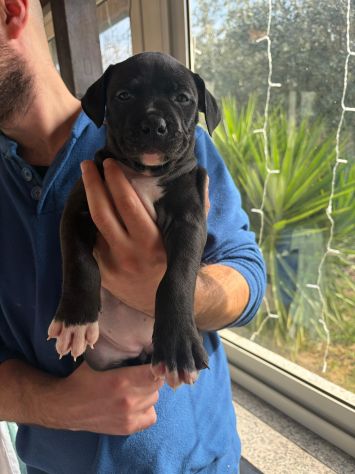 Cuccioli pitbull - Foto 8