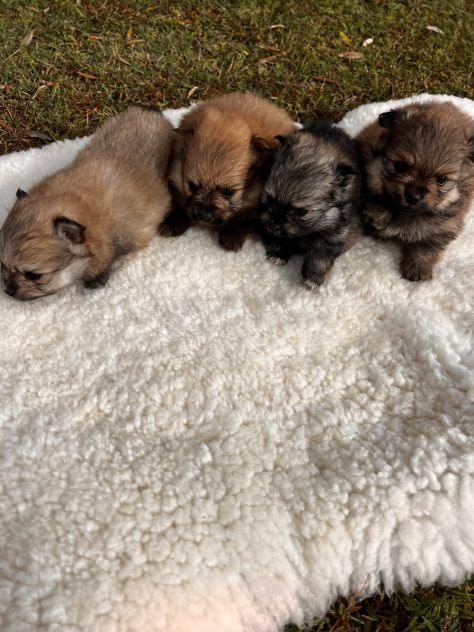 Cuccioli di Volpino della Pomerania - Foto 2