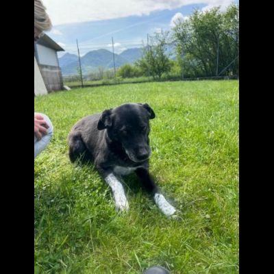 TIMIDO E PACATO CAGNOLINO IN ADOZIONE - Foto 3
