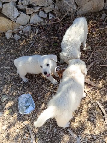 CUCCIOLI 2 MESI TAGLIA MEDIA GRANDE - Foto 7