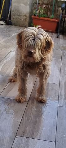 Gigi simil lagotto - Foto 8