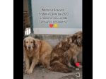 MERLINO E ANACLETO FRATELLI INSEPARABILI CANI IN ADOZIONE DI COPPIA