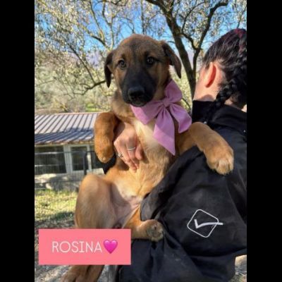 CUCCIOLI IN ADOZIONE - Foto 10