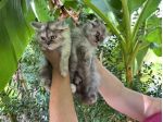 Gattini Persiani
