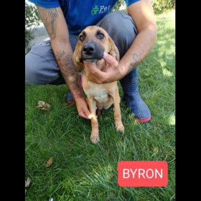 CUCCIOLI IN ADOZIONE - Foto 2