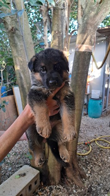 Cuccioli di pastore tedesco - Foto 3