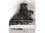 Cani anziani