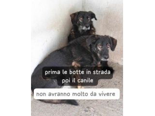 Cani anziani