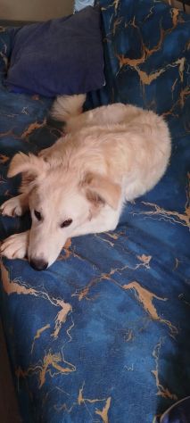 Egidia cucciola - Foto 3