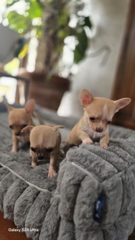 Chihuahua maschietto