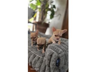 Chihuahua maschietto