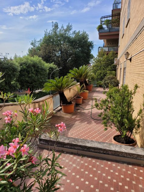 VENDO GRANDI PIANTE DA ESTERNO – ROMA NORD