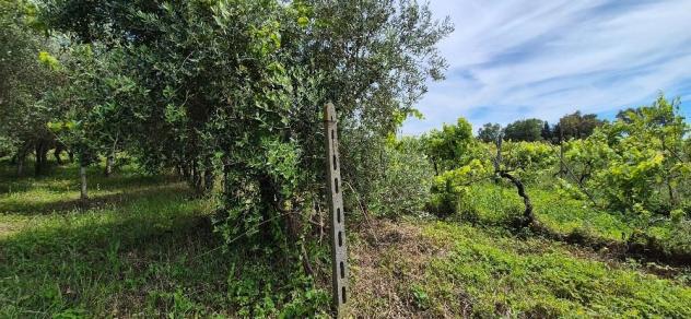 Terreno agricolo in vendita a Titignano - Cascina 2230 mq Rif: 1413652 - Foto 3