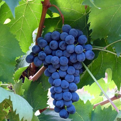 Uva da vino