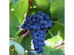 Uva da vino
