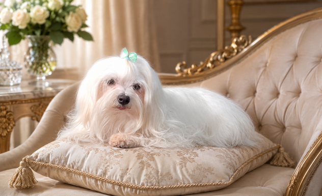 Giovane Maltese femmina pedigree Enci - Foto 2