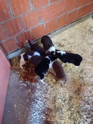 Cuccioli di Border Collie - Foto 2
