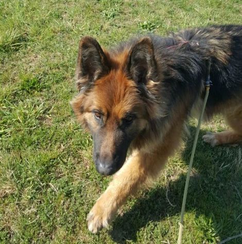 Maxx, bellissimo Pastore Tedesco adulto (a Milano) - Foto 3