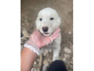Pilù cucciolo