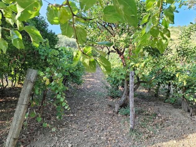 Agricolo in Via Alberto Moravia - Foto 2