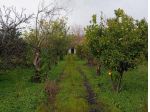 Terreno in vendita a Calatabiano