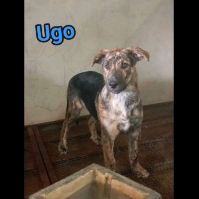 UGO, gioioso e dolcissimo cucciolo in adozione - Foto 5