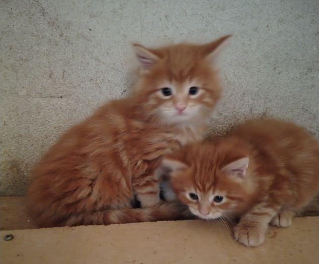 Cuccioli di Maine coon Red - Foto 3