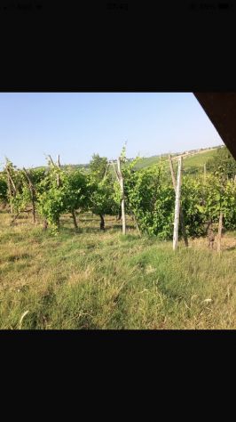vigneto in salute - Foto 2