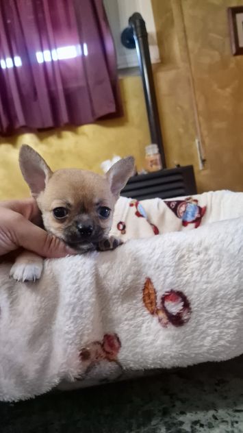 Cuccioli di chihuahua - Foto 3