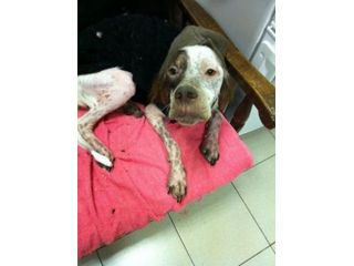 STELLA, dolce setterina