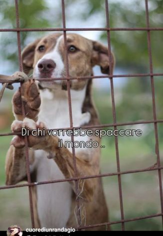 MACCHIA UNA NUOVA VITA PER LEI CAGNOLINA IN ADOZIONE - Foto 2