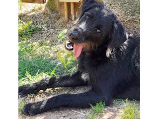 Jerry dolcissimo spinone in adozione