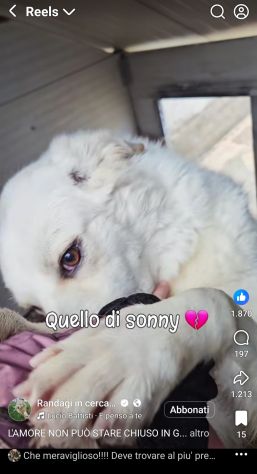 SONNY molto affettuoso, CANE IN ADOZIONE - Foto 9