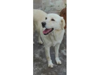 Cagnolina da adottare