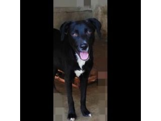 RAOUL TENERO CAGNOLINO IN ADOZIONE