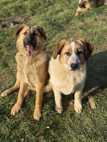 ANNIE, cucciola mix PASTORE TEDESCO! Stupenda - Foto 6