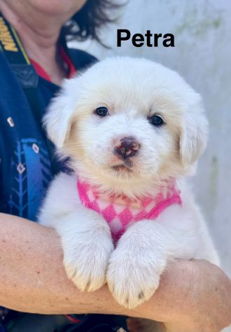 Cuccioli di maremmano - Foto 8