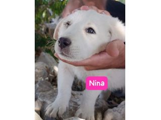 NINA CUCCIOLA 2 MESI