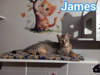 JAMES dolce micio in adozione!
