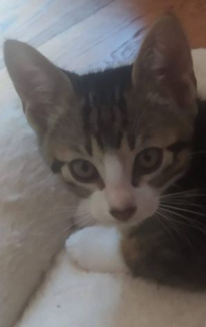 Gattino cerca famiglia