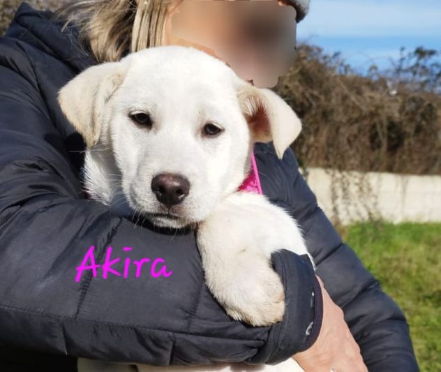 La dolcezza di AKIRA, simil labrador, aspetta il tuo Amore. Adottalo subito!