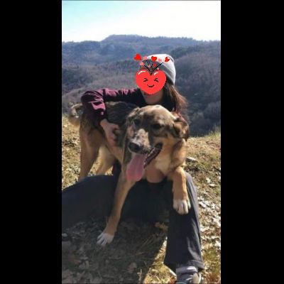 ERCOLE DIMENTICATO TRA I TANTI, CANE IN ADOZIONE