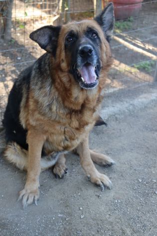 Graziella, lupacchiotta dagli occhi tristi - Foto 7