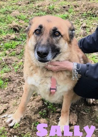 SALLY dolce pastorina è da tanto che attende una famiglia... apri il suo box - Foto 4