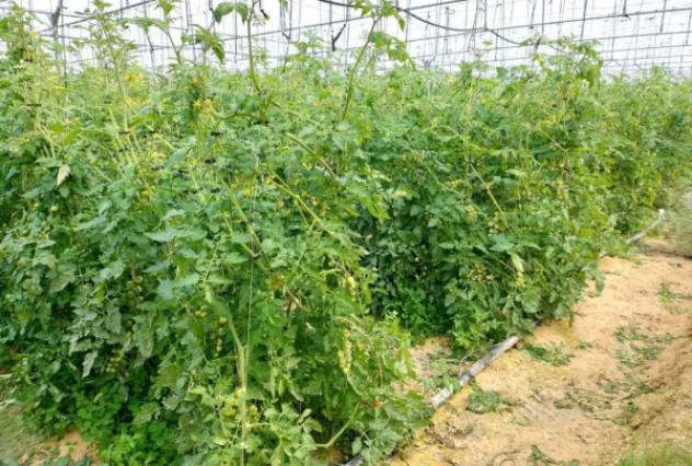 Immobile in asta di 48970 m² in vendita a Noto - Foto 8